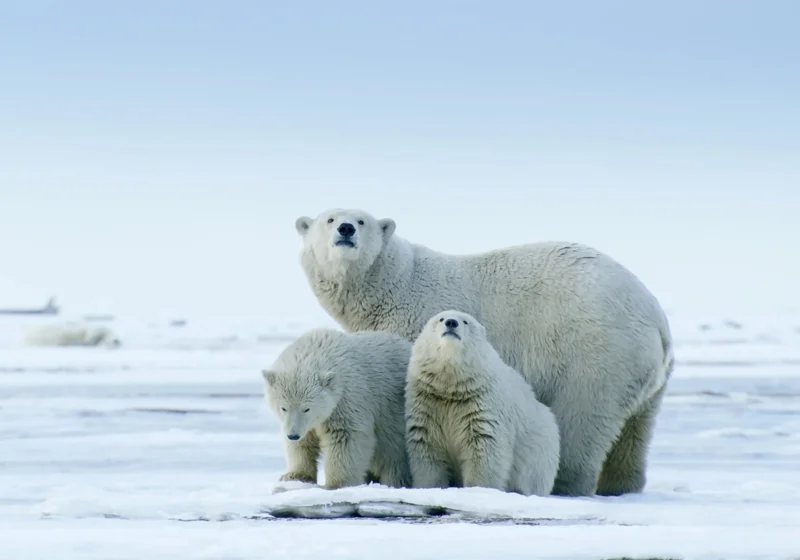 ภาพจากสารคดีเรื่อง America's Arctic - A Refuge Imperiled สู่ดินแดนอาร์กติกอันกว้างไกล