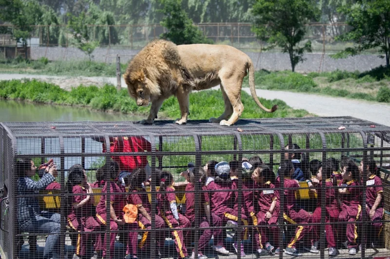 สวนสัตว์เปิดในชีลี กับกิจกรรมเสี่ยงอันตรายที่ได้รับความนิยม (Photo by MARTIN BERNETTI/AFP)