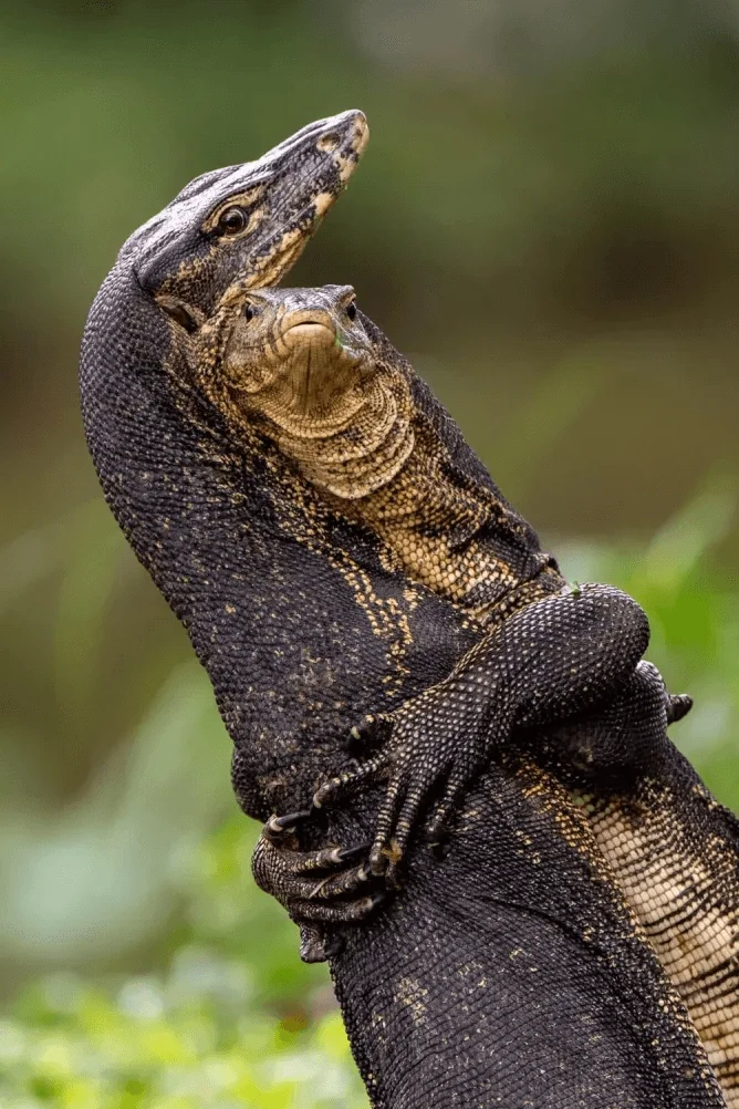 Photo : Jessica Emmett/Comedy Wildlife