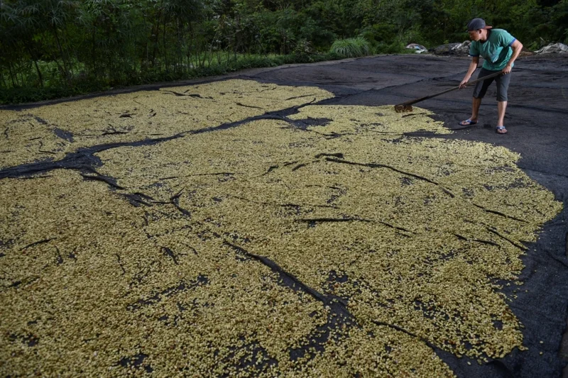 การตากกาแฟ ขั้นตอนการแปรรูปที่มีความสำคัญ (Photo by CHAIDEER MAHYUDDIN / AFP)