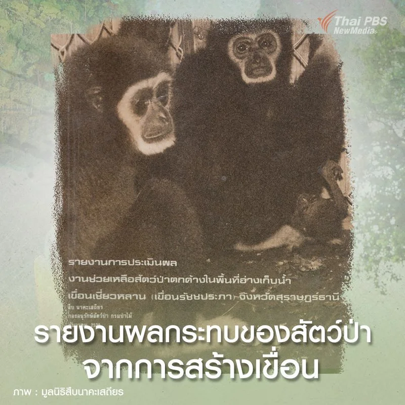 รายงานผลกระทบของสัตว์ป่าจากการสร้างเขื่อน โดย สืบ นาคะเสถียร