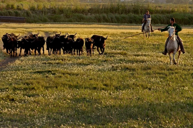 คนเลี้ยงวัวบนทุ่งหญ้าในการ์มาเกอ | ภาพจากเว็บไซต์ https://www.mab-france.org/en/biosphere-reserve/camargue-delta-du-rhone