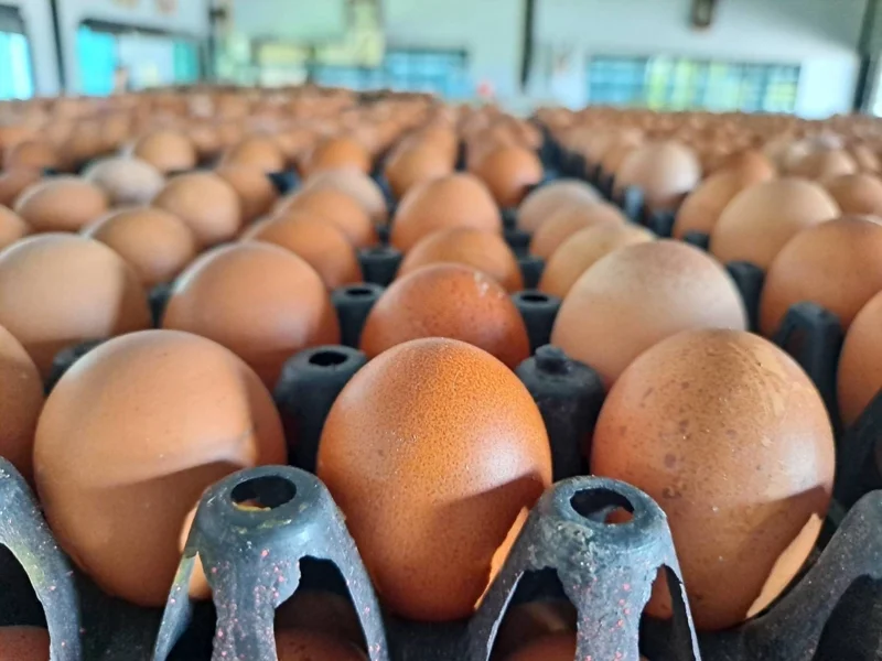 ราคาไข่ไก่คือตัวชี้วัดทางเศรษฐกิจแบบง่าย