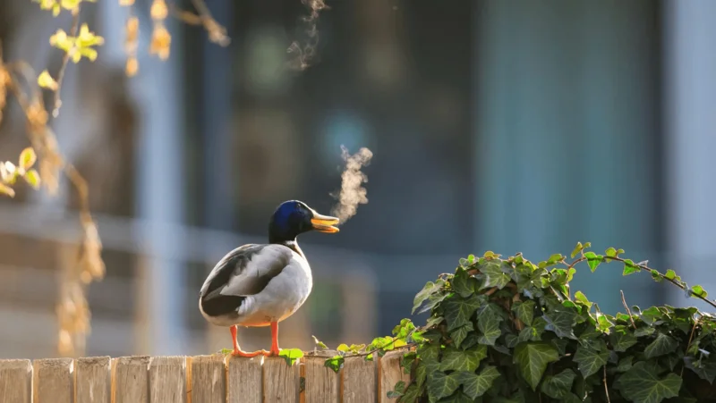 Photo : Lars Beygang/Comedy Wildlife