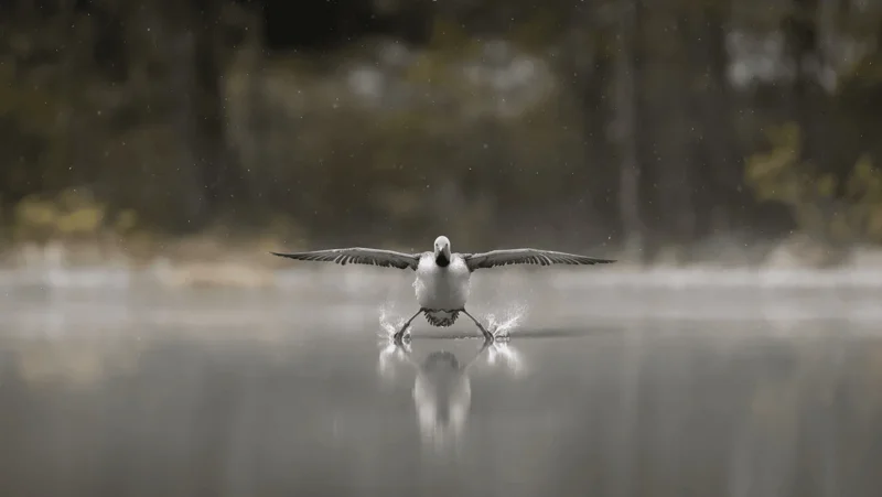 Photo : Erkko Badermann/Comedy Wildlife