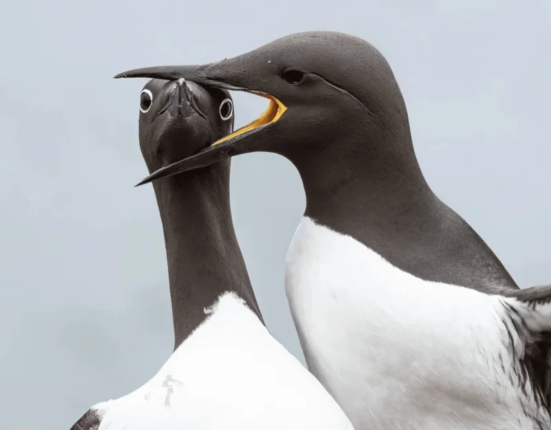 Photo : Warren Price/Comedy Wildlife
