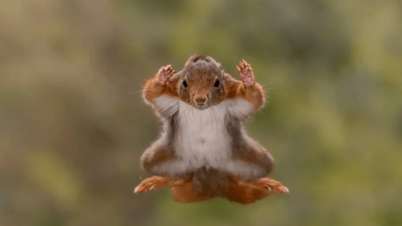 Photo : Stefan Cruysberghs/Comedy Wildlife
