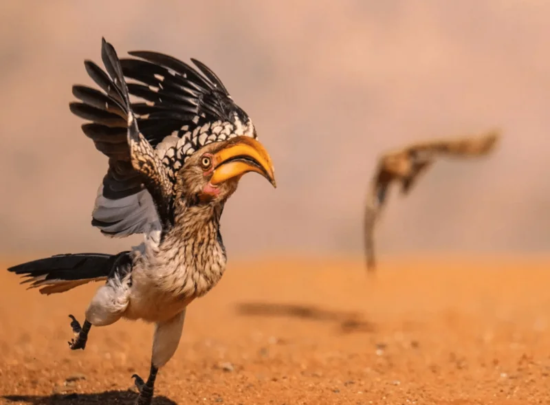 Photo : Geoff Martin/Comedy Wildlife