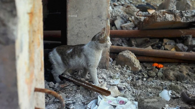 ภาพจากสารคดี US, Our Pets and The War