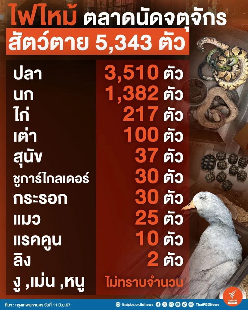 ไฟไหม้ตลาดนัดจตุจักร สัตว์ตาย 5,343 ตัว อาทิ ปลา, นก, ไก, สุนัข