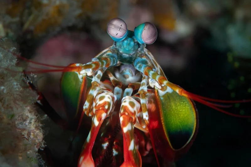 กั้งตั๊กแตนเจ็ดสี | &copy; Magnus Lundgren
