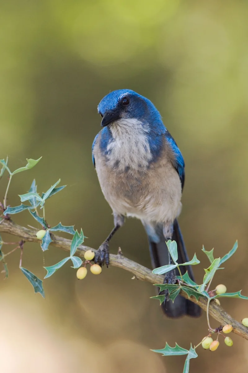 นกพันธุ์ Western Scrub Jay | &copy; Rolf Nussbaumer