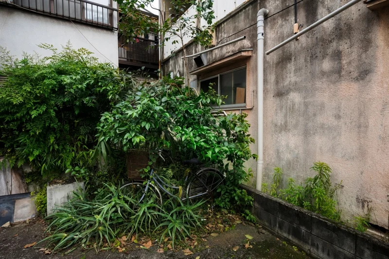 old-abandoned-house-plants