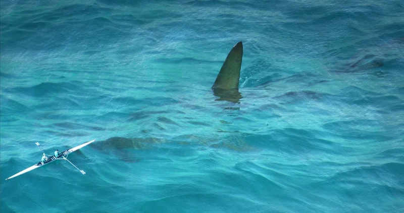 Whale Shark ภาพจาก wilderness-society