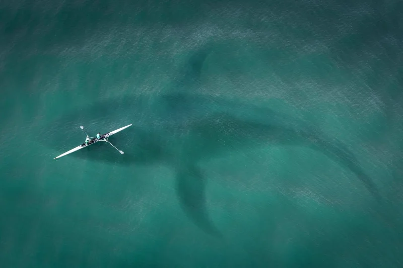 Whale Shark ภาพจาก wilderness-society
