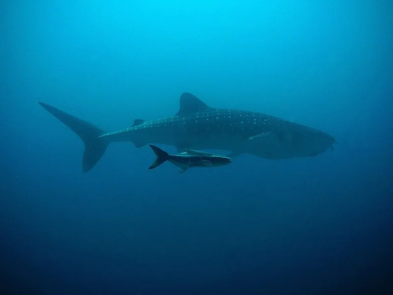 whale shark ภาพจาก wilderness-society