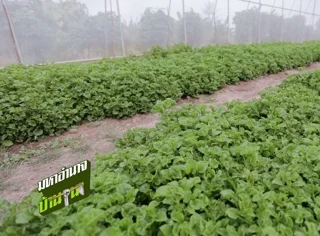 การปลูกผักเป็ด ปลูกได้ทั่วไปในดิน