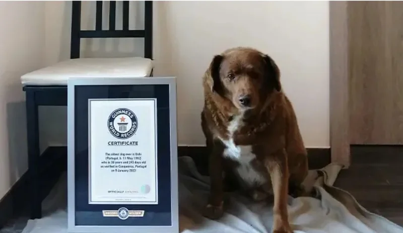 ภาพ โบบี สุนัขอายุยืนที่สุดในโลก