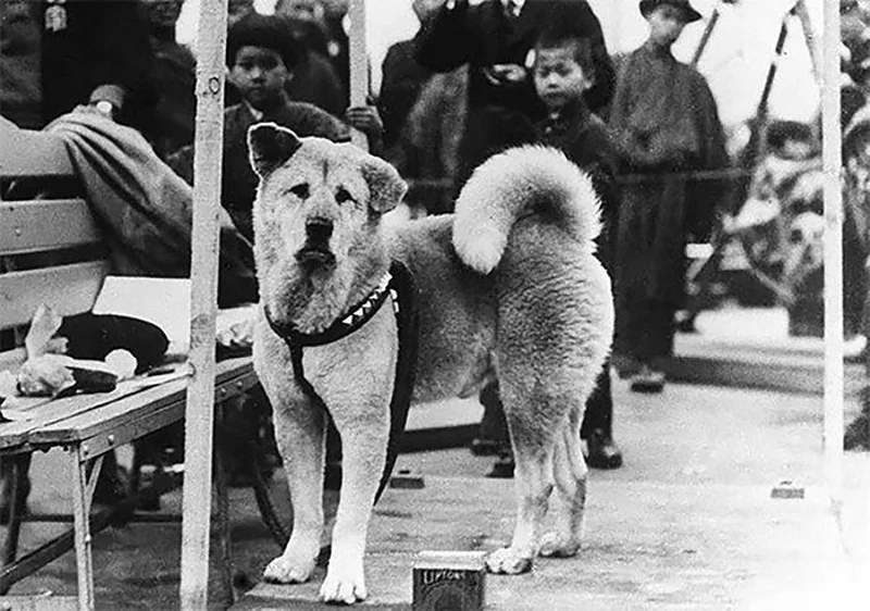 ภาพ ฮาจิโกะ