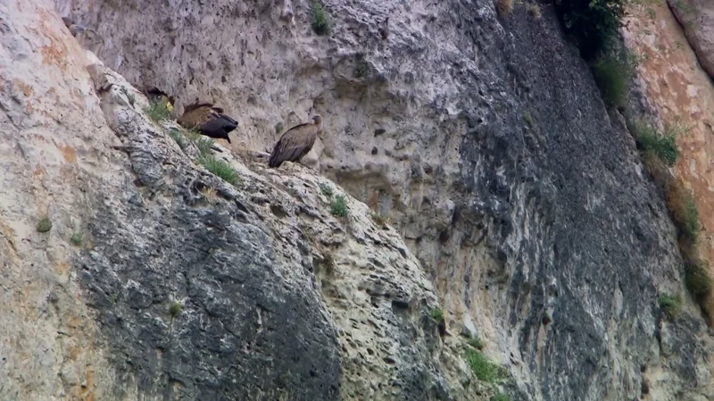 ภาพจากสารคดี Wild France With Ray Mears