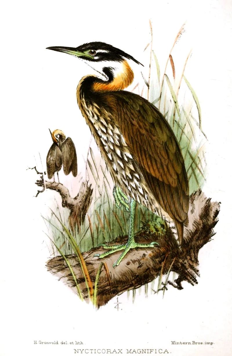 นกแขวกหูขาว (White-eared Night Heron)
