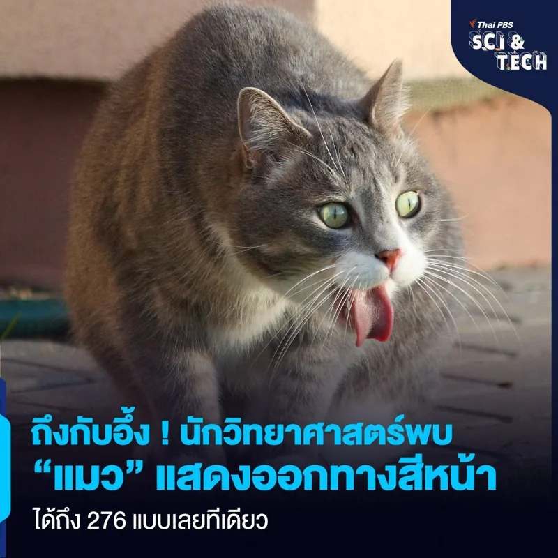 ถึงกับอึ้ง ! นักวิทยาศาสตร์พบ &ldquo;แมว&rdquo; แสดงออกทางสีหน้าได้ถึง 276 แบบ