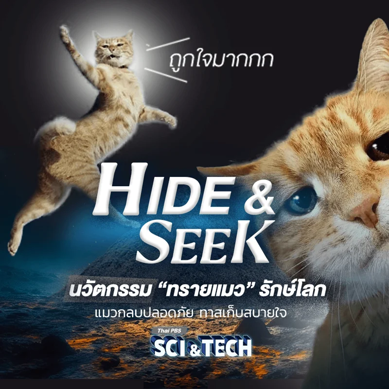 HIDE & SEEK นวัตกรรม &ldquo;ทรายแมว&rdquo; รักษ์โลก แมวกลบปลอดภัย ทาสเก็บสบายใจ