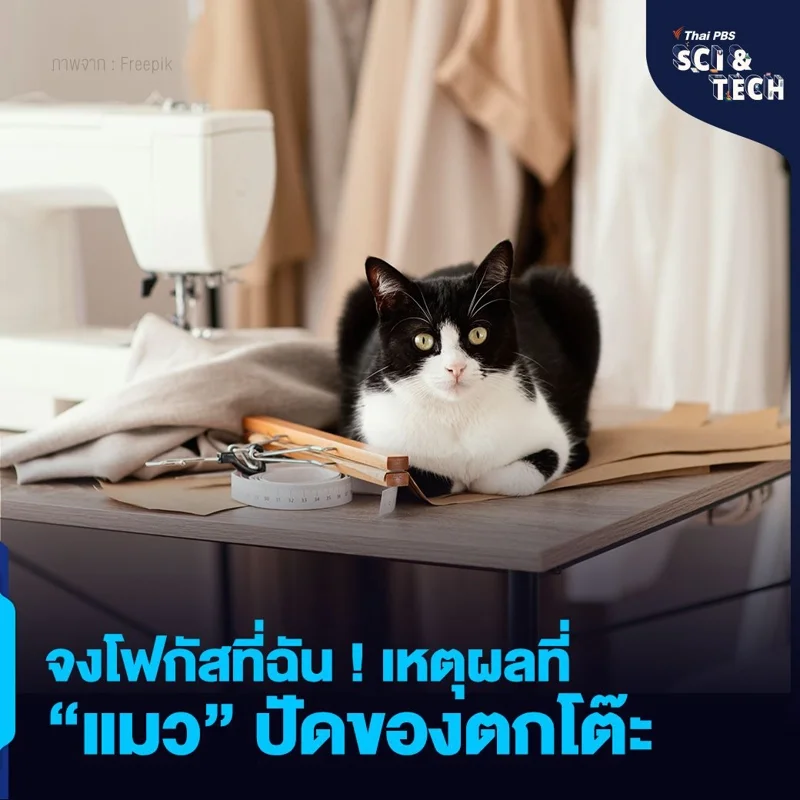 จงโฟกัสที่ฉัน ! เหตุผลที่ &ldquo;แมว&rdquo; ปัดของตกโต๊ะ