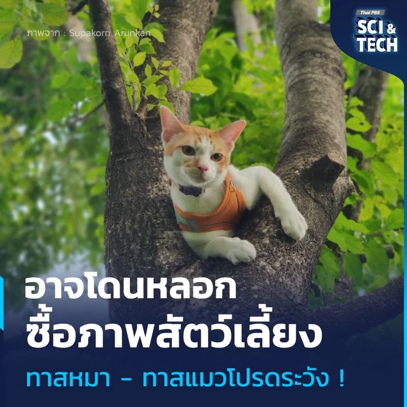 Sci & Tech ทาสหมาทาสแมวระวัง อาจโดนหลอกซื้อภาพสัตว์เลี้ยง 080168.jpg