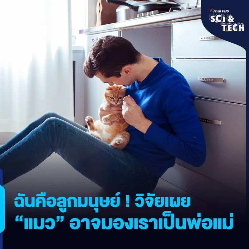 ฉันคือลูกมนุษย์ ! วิจัยเผย &ldquo;แมว&rdquo; อาจมองเรา (คนเลี้ยง) เป็นพ่อแม่