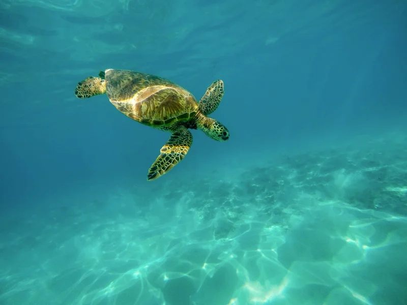 เต่าทะเล (Sea ​Turtle)