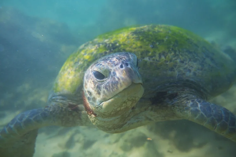 เต่าทะเล (Sea ​Turtle)