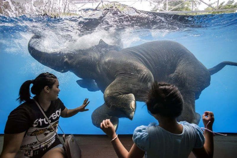 ภาพจากเว็บไซต์สวนสัตว์เปิดเขาเขียว