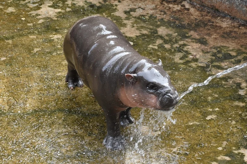 หมูด้วง แห่งสวนสัตว์ขอนแก่น (ภาพจากเฟสบุ๊คสวนสัตว์ขอนแก่น)