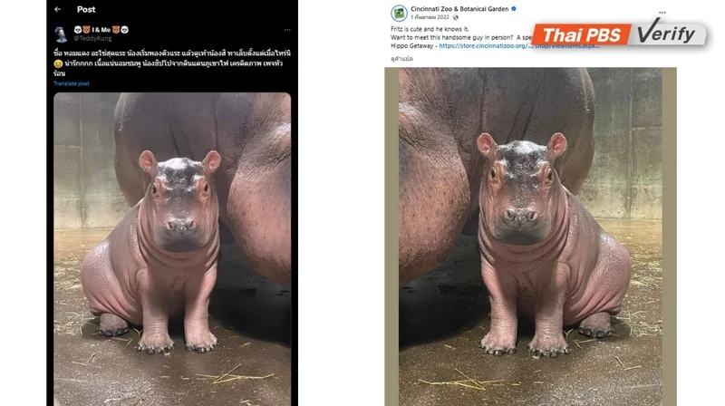 การเปรียบเทียบภาพถ่ายหน้าจอระหว่างโพสต์เท็จ (ซ้าย) และโพสต์ของสวนสัตว์ซินซินนาติเมื่อปี 2565 (ขวา)