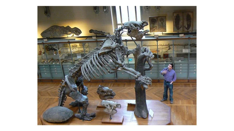 ภาพโครงกระดูกของ เมกาเทอเรียม หรือ สลอธพื้นดินยักษ์ จากเว็บไซต์ extinct animals