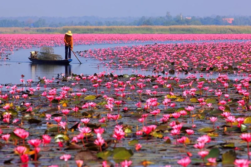 ทะเลบัวแดง ภาพจาก องค์การบริหารส่วนตำบลโพนงาม อำเภอหนองหาน จังหวัดอุดรธานี