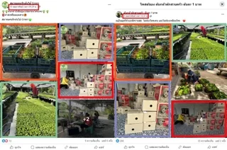 ภาพบันทึกหน้าจอแสดงภาพจากเพจปลอม (ซ้าย) เปรียบเทียบกับ ภาพจากเพจ "ต้นกล้าผักสวนครัว ต้นละ 1 บาท" (ขวา)