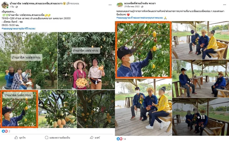 ภาพบันทึกหน้าจอแสดงภาพจากเพจปลอม (ซ้าย) เปรียบเทียบกับ ภาพจากเพจมะยงชิดที่สวนบ้านฉัน พะเยา (ขวา)