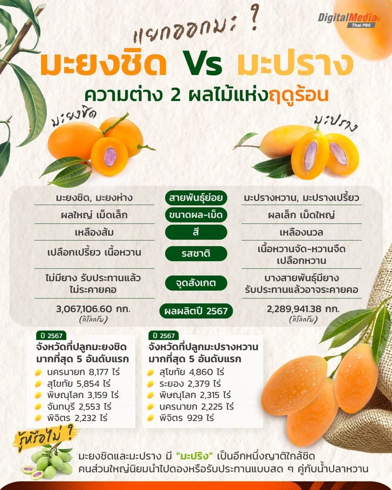 ความแตกต่างของ "มะปราง" และ "มะยงชิด"