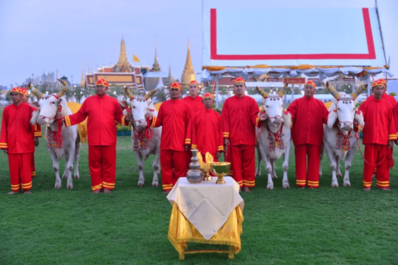 พระโคเสี่ยงทายในพระราชพิธีจรดพระนังคัลแรกนาขวัญ.png