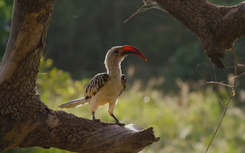 ภาพจากสารดคี Once Upon a Time in Tsavo