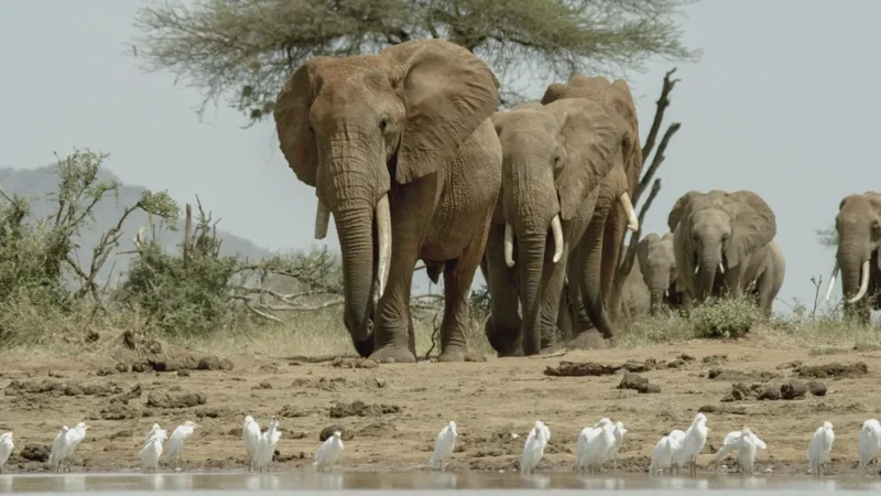 ภาพจากสารดคี Once Upon a Time in Tsavo