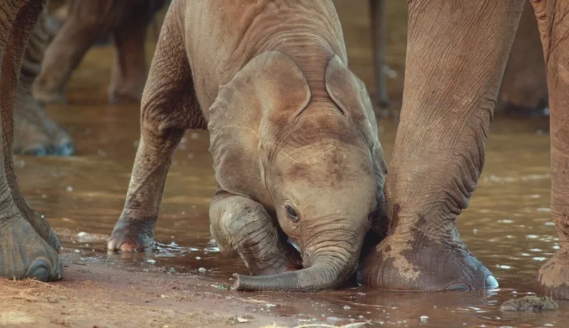 ภาพจากสารดคี Once Upon a Time in Tsavo