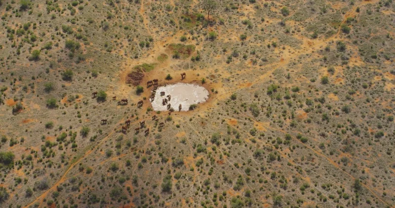 ภาพจากสารดคี Once Upon a Time in Tsavo