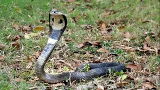 ภาพงูเห่า : Siamese / Monocellate Cobra จาก สถานเสาวภา สภากาชาดไทย