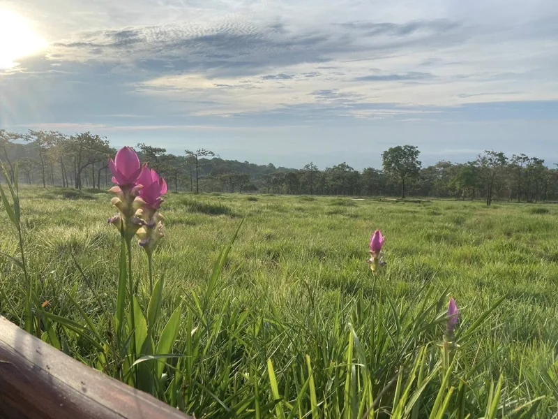 ที่มา : อุทยานแห่งชาติไทรทอง Sai Thong National Park