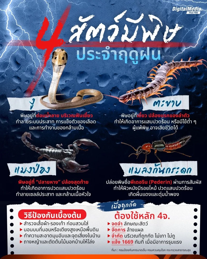 4 สัตว์มีพิษหน้าฝน และวิธีการป้องกันอันตราย