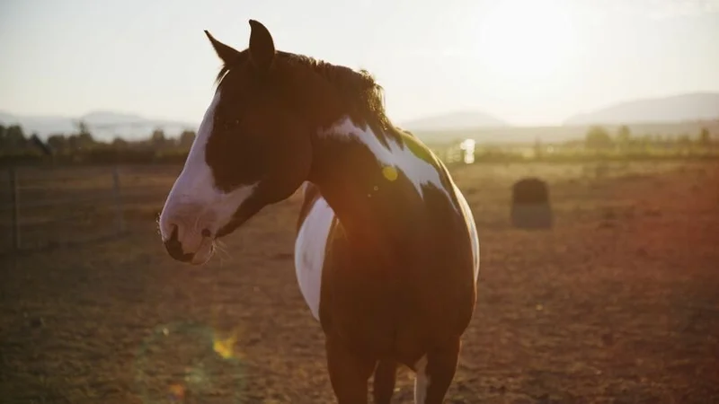ภาพจากสารคดี Horse Power - American Legacies