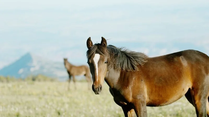 ภาพจากสารคดี Horse Power - American Legacies